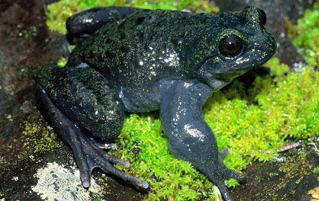 Cifran la extinción masiva que está provocando el hongo que afecta a los anfibios de todo el planeta