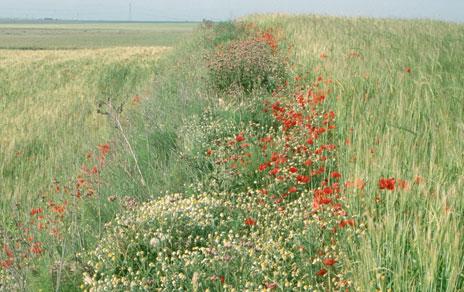 Dejar lindes en los campos de cultivo mejora la producción agrícola y la biodiversidad