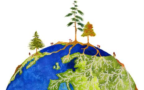 Las simbiosis entre árboles y hongos  claves para entender el ciclo del carbono y la evolución del clima
