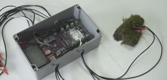 Desarrollan un dispositivo de libre acceso para medir la actividad de los líquenes y musgos