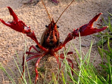 El cangrejo rojo americano incrementa la infección del hongo quitridio en anfibios
