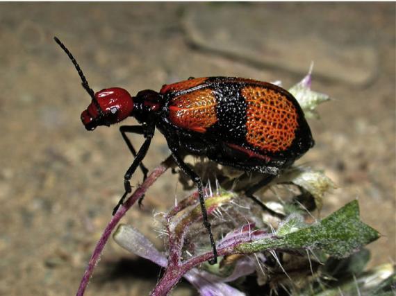 Estudian el efecto de las altas tasas de extinción en un grupo de coleópteros