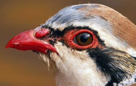 La coloración roja de las perdices predice su longevidad y capacidad reproductiva