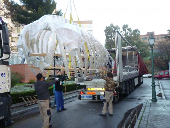 El MNCN comienza el montaje del esqueleto una ballena de más de 20 metros de longitud