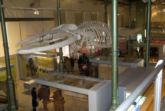 El Museo Nacional de Ciencias Naturales (CSIC) presenta el próximo lunes 28 un esqueleto de  ballena de más de 20 metros
