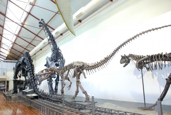 Los dinosaurios vuelven al Museo Nacional de Ciencias Naturales desde el 14 de diciembre Los dinosaurios vuelven al Museo Nacional de Ciencias Naturales desde el 14 de diciembre