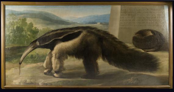 El óleo La Osa Hormiguera de Su Majestad  atribuido a Francisco de Goya  se expone por primera vez al público en el Museo Nacional de Ciencias Naturales (CSIC)