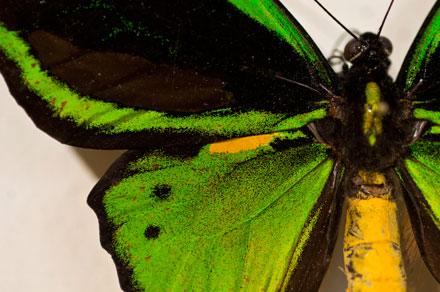 Invertebrados de Andalucía Invertebrados de Andalucía