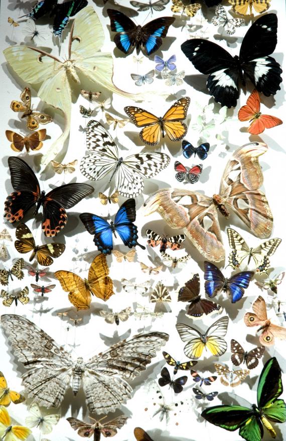 La Junta de Andalucía y el Museo Nacional de Ciencias Naturales (CSIC) presentan la exposición Invertebrados de Andalucía