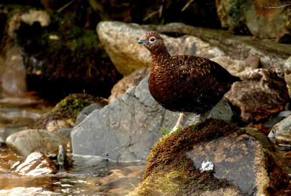 Las hembras desparasitadas de Lagópodo escocés muestran un mayor atractivo sexual