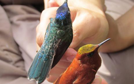 Las aves de especies invasoras colaboran en la dispersión de parásitos que amenazan a las especies endémicas