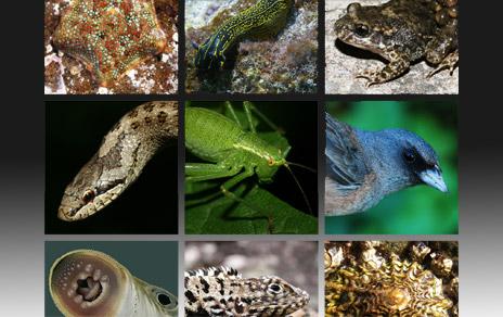 VI Jornadas del departamento de Biodiversidad y Biología Evolutiva VI Jornadas del departamento de Biodiversidad y Biología Evolutiva