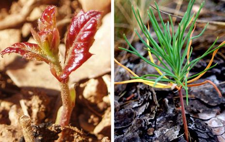 La variedad de especies arbóreas mejora la  regeneración de los bosques mediterráneos