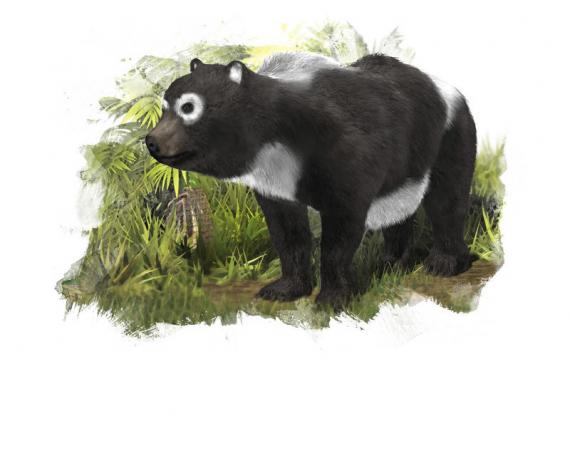 Una investigación del MNCN concluye que un primo del oso panda gigante vivió en Zaragoza Una investigación del MNCN concluye que un primo del oso panda gigante vivió en Zaragoza
