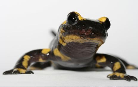 Un hongo letal procedente de Asia amenaza a las salamandras y los tritones europeos