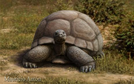 Describen un género de tortuga terrestre gigante que podía alcanzar los dos metros de longitud