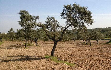 El cambio climático y la fragmentación impiden la regeneración de las encinas El cambio climático y la fragmentación impiden la regeneración de las encinas