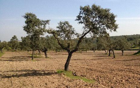 El cambio climático y la fragmentación impiden la regeneración de las encinas