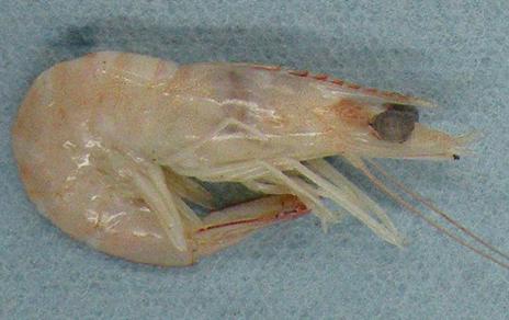 La presencia de cobre aumenta la tonalidad roja de las gambas La presencia de cobre aumenta la tonalidad roja de las gambas
