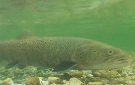 Especies cercanas  comportamientos cercanos