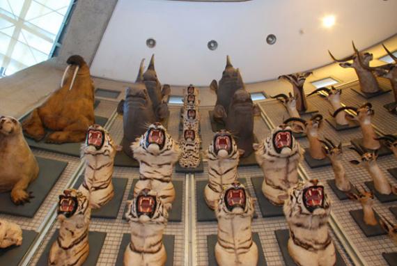 El MNCN presenta la restauración de sus principales trofeos históricos de caza