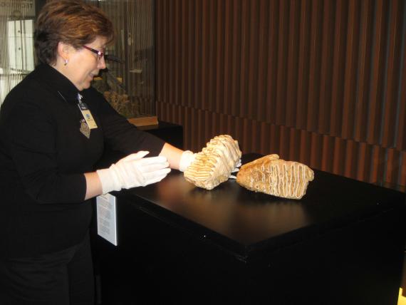 El MNCN colabora en la exposición Ventana a la Ciencia ubicada en el Parque de las Ciencias (Granada)