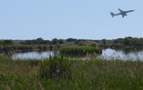 El ruido de los aeropuertos hace que las aves adelanten sus cantos al amanecer El ruido de los aeropuertos hace que las aves adelanten sus cantos al amanecer