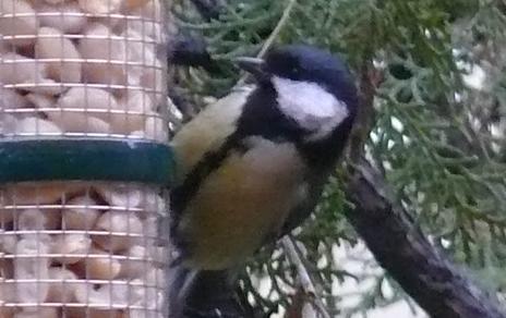 La demografía de las poblaciones de aves varía en función de su tolerancia al riesgo La demografía de las poblaciones de aves varía en función de su tolerancia al riesgo