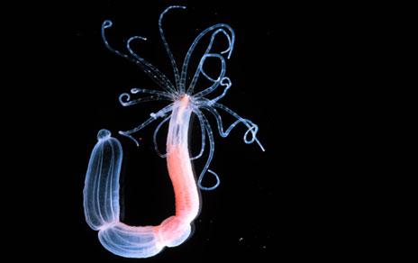 La transferencia génica cada vez está más presente en la teoría evolutiva La transferencia génica cada vez está más presente en la teoría evolutiva