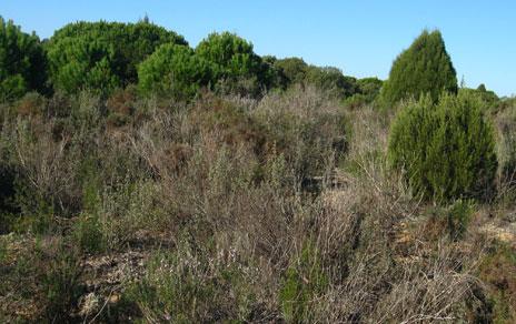Las sequías alteran la diversidad microbiana del suelo aumentando las emisiones de CO2 Las sequías alteran la diversidad microbiana del suelo aumentando las emisiones de CO2