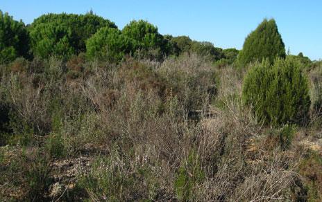 Las sequías alteran la diversidad microbiana del suelo aumentando las emisiones de CO2