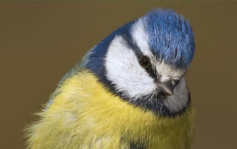 Los costes de la reproducción aceleran el envejecimiento de las aves Los costes de la reproducción aceleran el envejecimiento de las aves