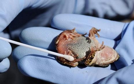 Revelan indicadores efectivos para paliar los efectos de la grave enfermedad que está diezmando las poblaciones de anfibios