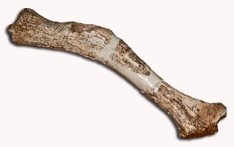 Descubren una nueva especie de ciervo gigante que vivió durante el Pleistoceno Descubren una nueva especie de ciervo gigante que vivió durante el Pleistoceno