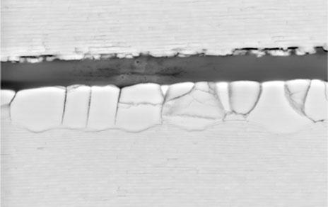 Investigadores del MNCN aportan nuevos datos de la evolución de las náyades Investigadores del MNCN aportan nuevos datos de la evolución de las náyades