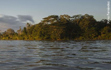 La desaparición de los bosques inundados amenaza la abundancia y la diversidad de los peces en el Amazonas La desaparición de los bosques inundados amenaza la abundancia y la diversidad de los peces en el Amazonas