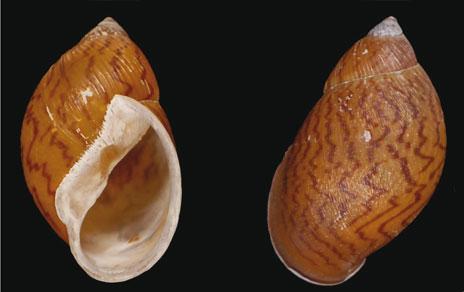 Descubren una nueva especie de molusco en la colección de malacología del MNCN Descubren una nueva especie de molusco en la colección de malacología del MNCN