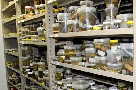 La falta de fondos  apoyo institucional y reemplazo generacional ponen en peligro el descubrimiento de la biodiversidad