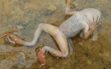 Logran erradicar en la naturaleza y de forma duradera el hongo letal que amenaza a los anfibios