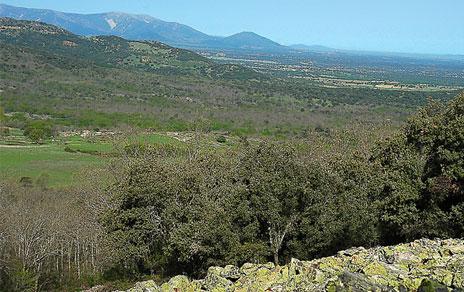 Proponen la creación de corredores naturales en las grandes ciudades para aumentar la presencia de aves