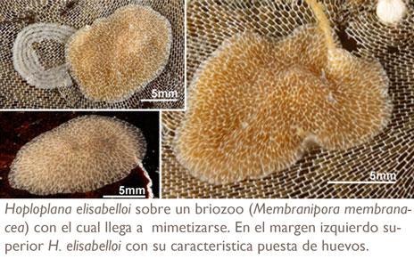 Descubren dos nuevas especies de gusanos marinos en el litoral atlántico de la península