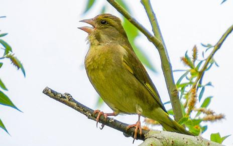 Según nos desplazamos hacia el norte el comportamiento de las aves urbanas cambia menos