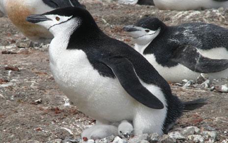 Detectan por primera vez la presencia de parásitos sanguíneos en pingüinos de la Antártida