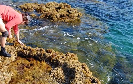 Describen una nueva especie de molusco que crea microarrecifes en el Mediterráneo Describen una nueva especie de molusco que crea microarrecifes en el Mediterráneo