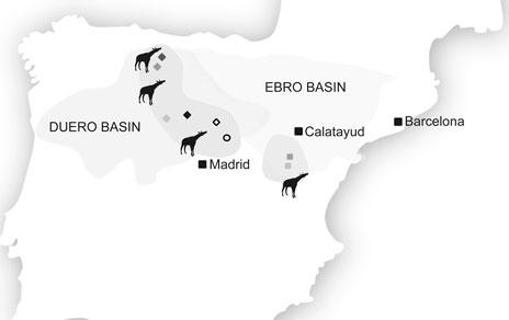 Desvelan las relaciones de parentesco evolutivo de las jirafas ibéricas del Mioceno Desvelan las relaciones de parentesco evolutivo de las jirafas ibéricas del Mioceno