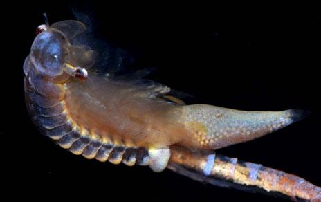 Encuentran 9 especies del Jurásico en charcas estacionales de los campos del interior peninsular