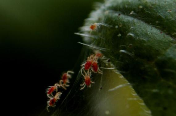 La geografía y la evolución determinan la adaptación de los parásitos herbívoros