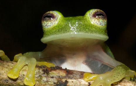 Evalúan cómo el estudio de anfibios y reptiles puede mejorar el análisis del cambio climático Evalúan cómo el estudio de anfibios y reptiles puede mejorar el análisis del cambio climático