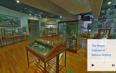 Descubre las piezas más emblemáticas del MNCN a través de Google Arts   Culture