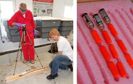 Descubren los misterios de la migración de las anguilas  una de las más desconocidas del reino animal